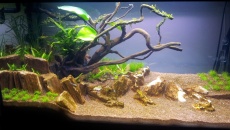 112l - Tree on a slope -  Hanyss
