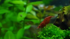 30l - Krewetkarium - by Nantai nr 2