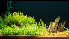200l - Panoramic Aquarium - Artur Żywy
