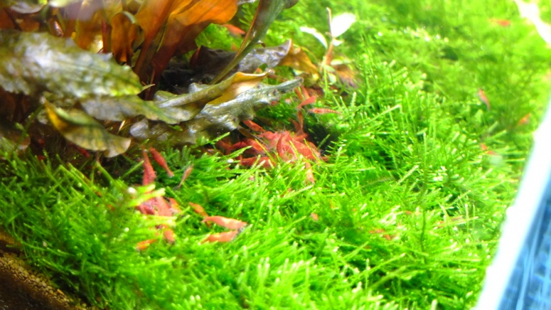 DSCF0474.JPG