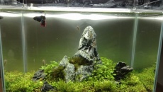 21l - ,,Mountain Dream,, - ADA mini m