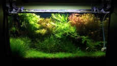 Amazonia New - Problem