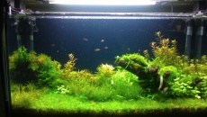 Amazonia New - Problem