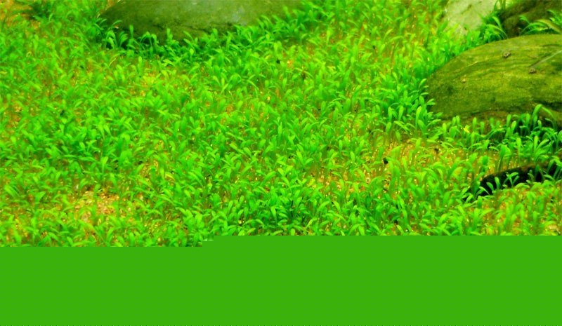 glossosotigma diandra.JPG