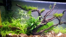 112l - Tree on a slope -  Hanyss