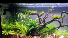 112l - Tree on a slope -  Hanyss
