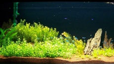 200l - Panoramic Aquarium - Artur Żywy