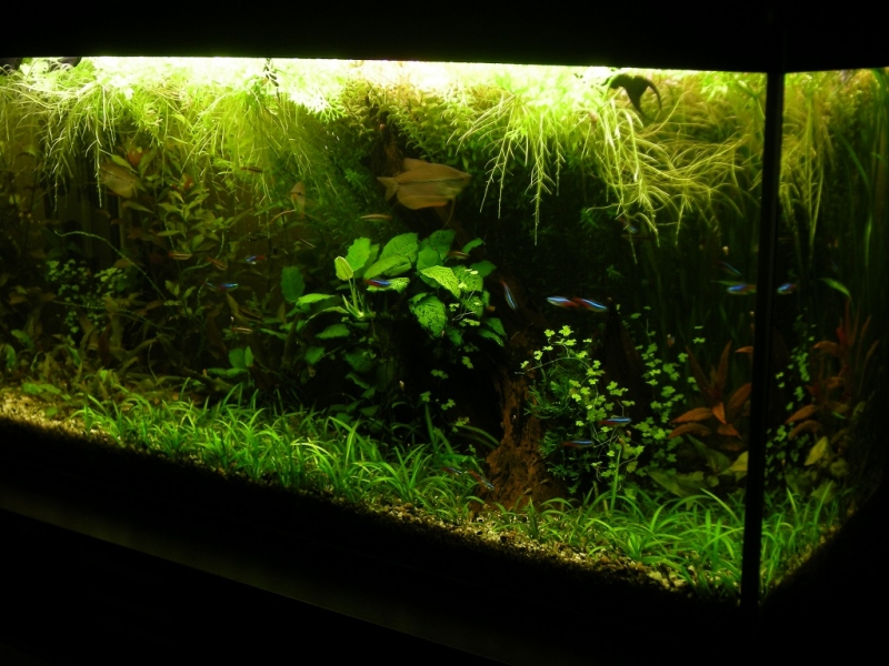 DSCN2260a.jpg