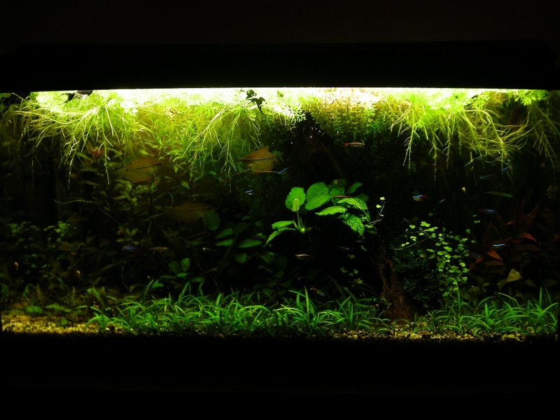 DSCN2247a.jpg