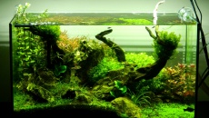 64l -  Akwarium Naturalne - M. Biały