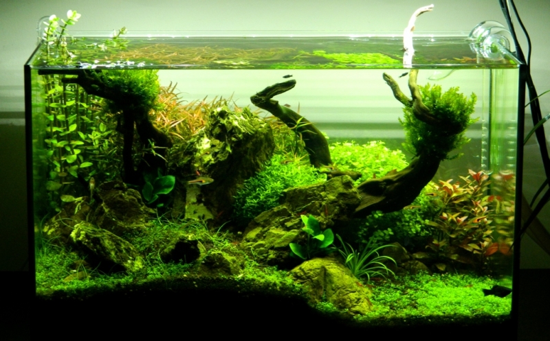 DSCN1520.JPG