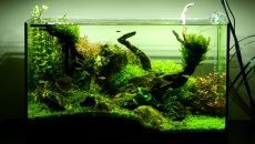 64l -  Akwarium Naturalne - M. Biały