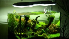 64l -  Akwarium Naturalne - M. Biały