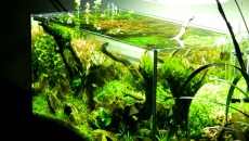 64l -  Akwarium Naturalne - M. Biały