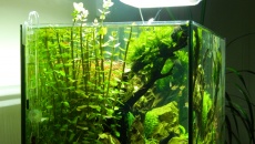 64l -  Akwarium Naturalne - M. Biały