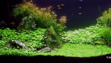 160l -  Pseudo Iwagumi