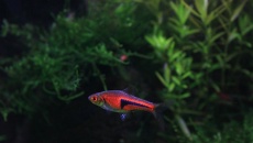 Red Black and Green