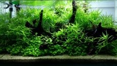 112l Paweł Rygol - Dead Nature