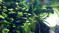 130l - BLUE MONDAY