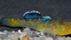 Chlamydogobius Eremius - babka rodem z Australli