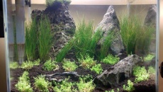 Angel aquarium