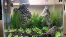 Angel aquarium