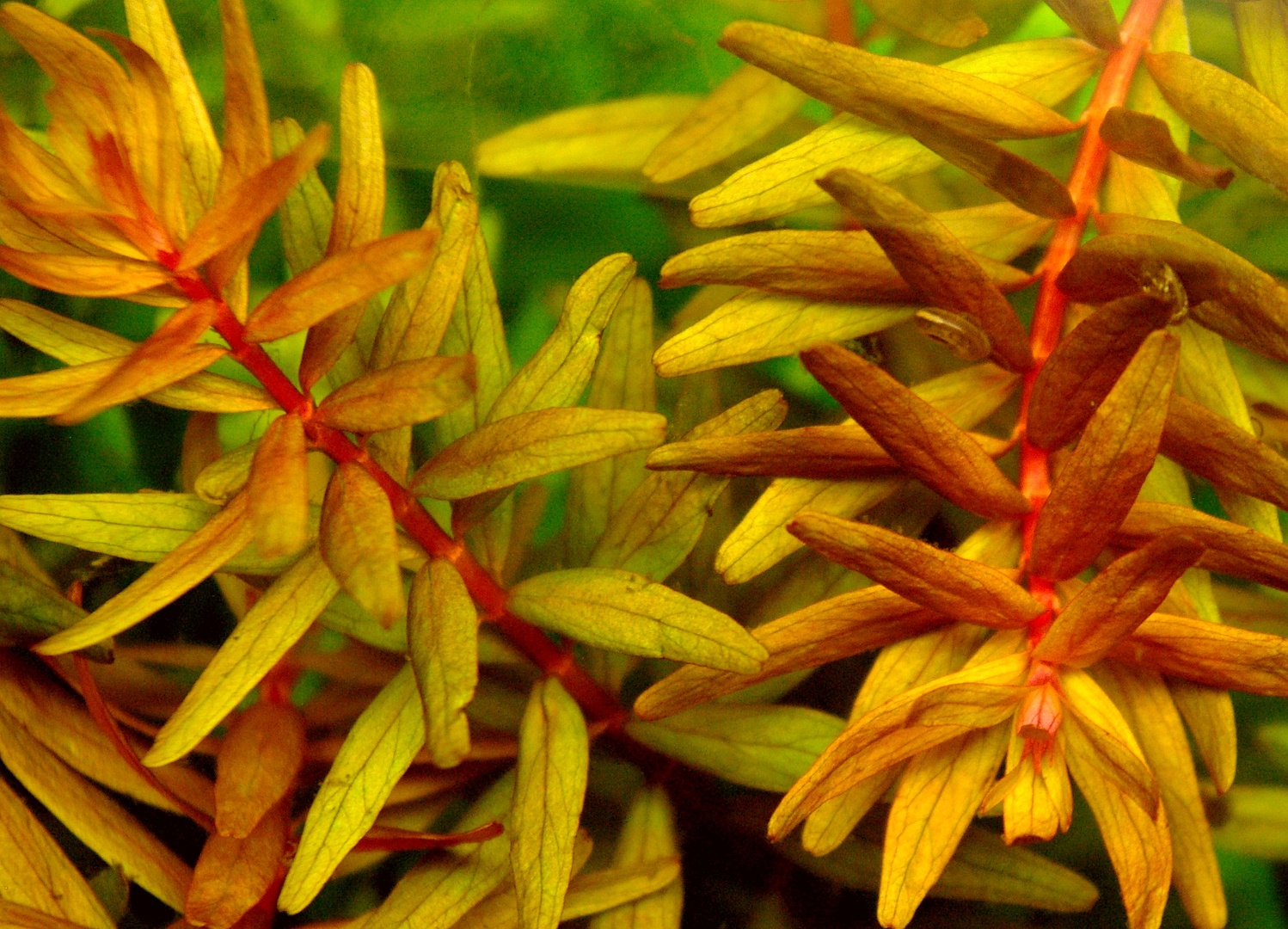 rotala red.jpg