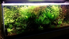 450l - amatorka