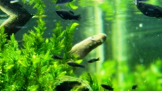 64l -  Akwarium Naturalne - M. Biały