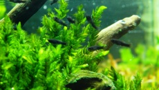 64l -  Akwarium Naturalne - M. Biały