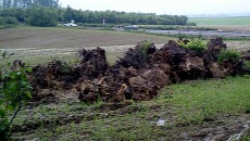 Korzenie