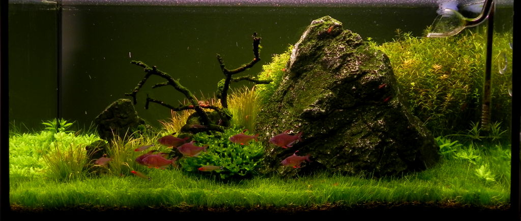 akwarium 13.6.13 020.jpg