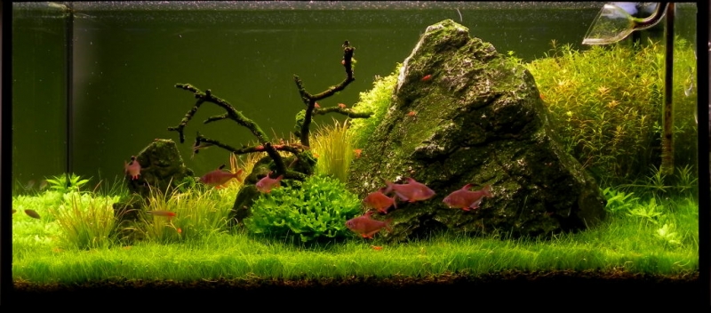 akwarium 13.6.13 073.jpg