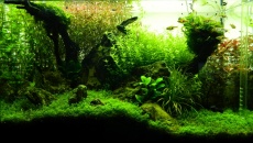 64l -  Akwarium Naturalne - M. Biały