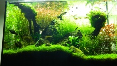 64l -  Akwarium Naturalne - M. Biały
