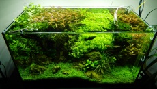 64l -  Akwarium Naturalne - M. Biały