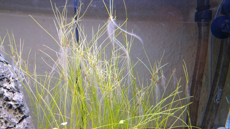 eleocharis.jpg