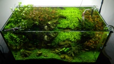 64l -  Akwarium Naturalne - M. Biały