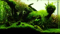 64l -  Akwarium Naturalne - M. Biały