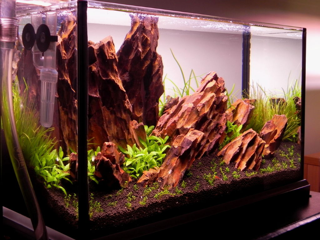 akwarium 37L 025.jpg