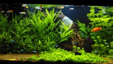 112l - Delikatny chaos