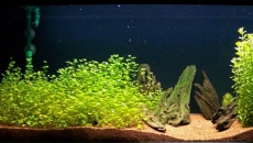 200l - Panoramic Aquarium - Artur Żywy