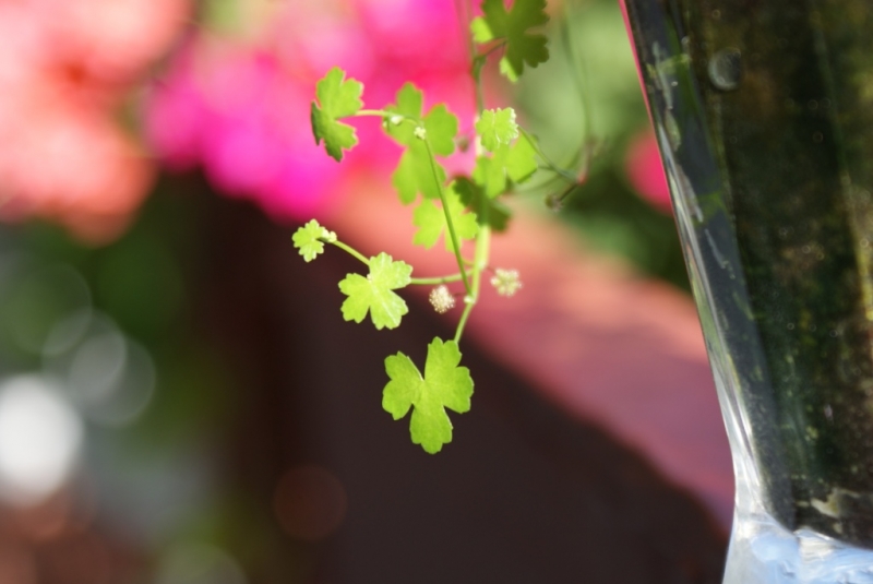 DSC09115v1.jpg