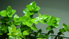 64l -  Akwarium Naturalne - M. Biały