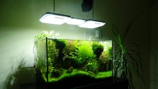 64l -  Akwarium Naturalne - M. Biały