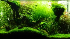 64l -  Akwarium Naturalne - M. Biały