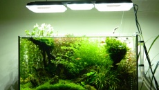 64l -  Akwarium Naturalne - M. Biały