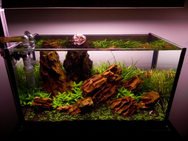 akwarium 37L 029.jpg