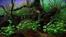 60l