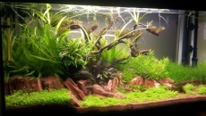 112l - Tree on a slope -  Hanyss